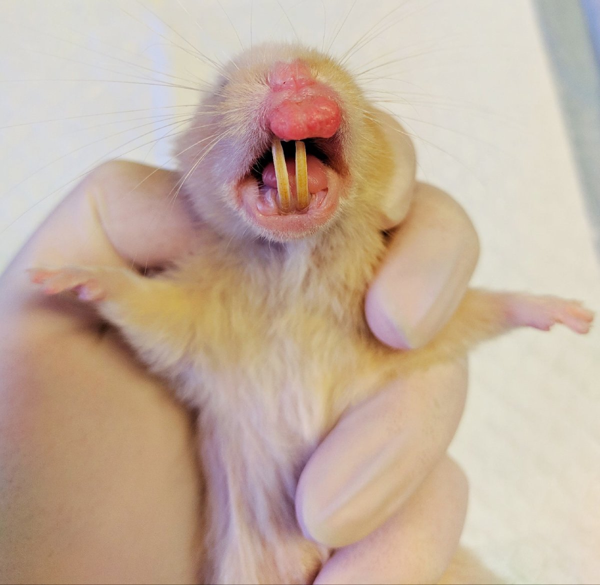 Морская Свинка зевает