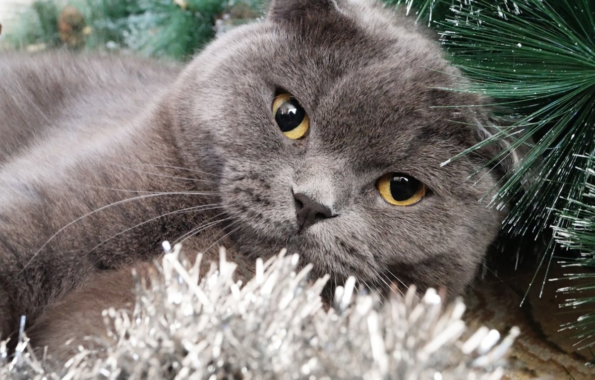 Шотландские скоттиш фолд и скоттиш страйт