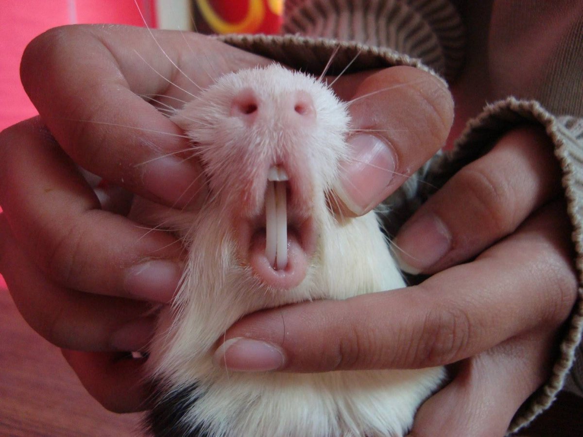 Зубы хомяка джунгарика картинка