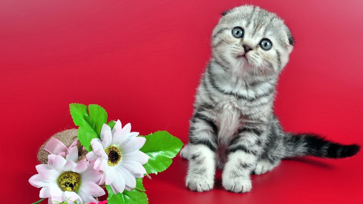 Скоттиш фолд шотландец мальчик