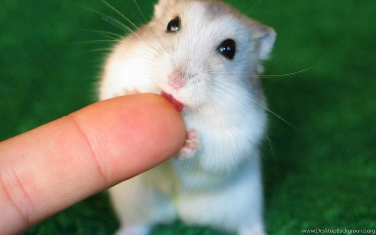 Хомяк джунгарский