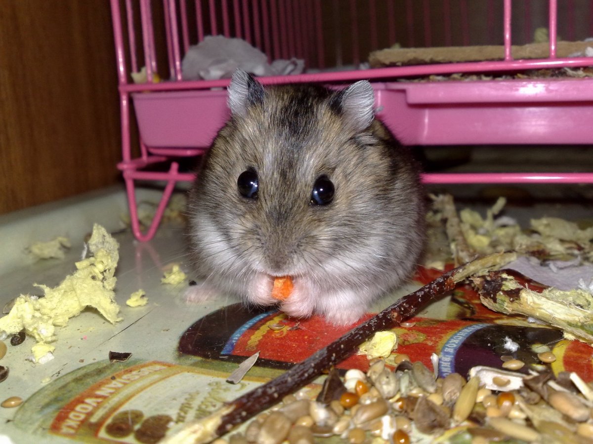 Джунгарский хомяк далматинец