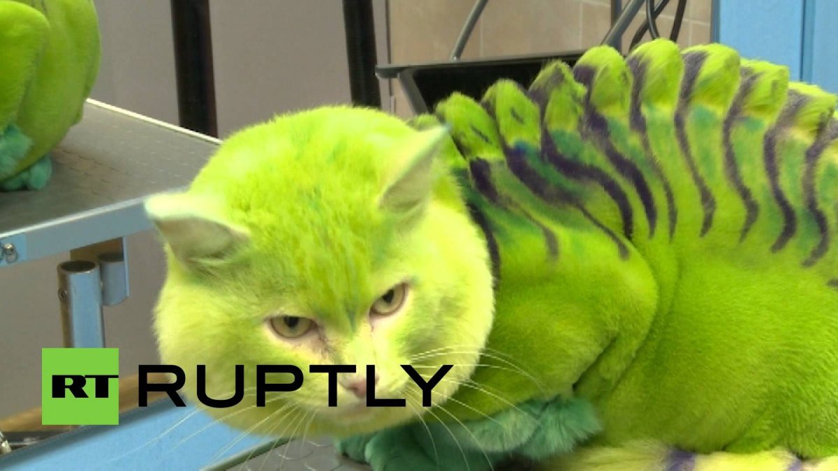 Стрижка котов динозавр