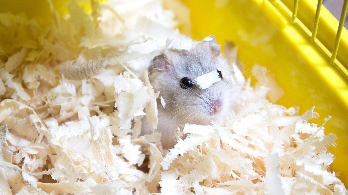 Хомяки зажигают