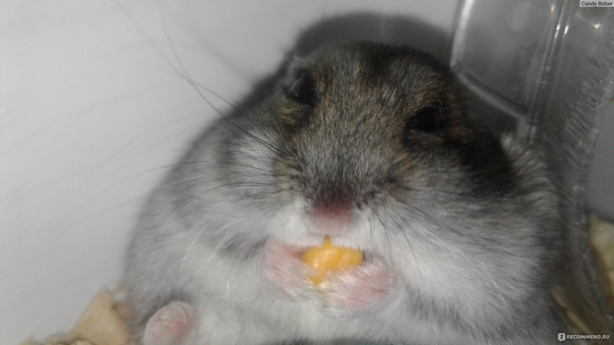 А. С. хомяков