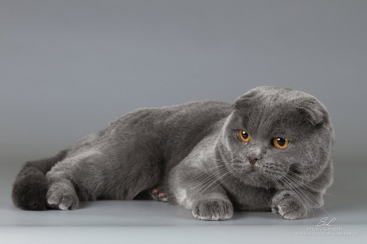 Бенгальская Британская кошка