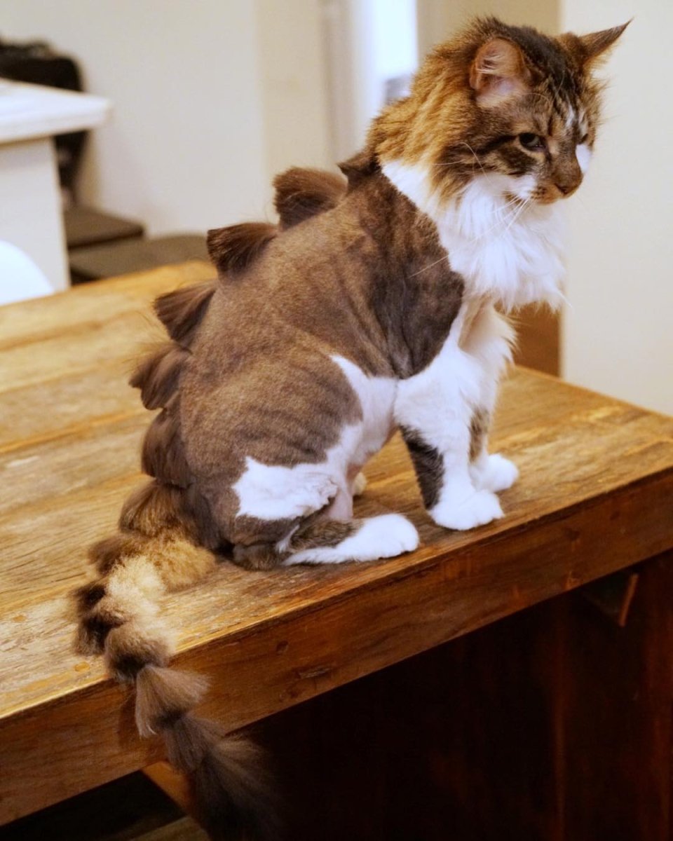 Стрижка кота динозавр