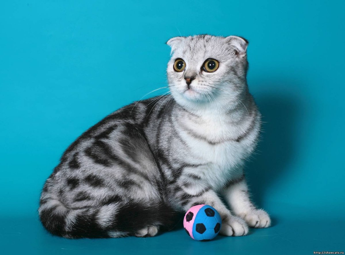 Скоттиш фолд