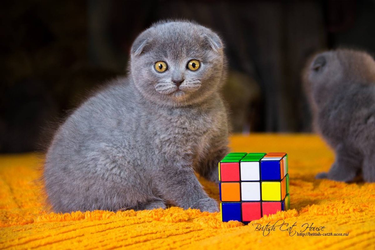 Британский кот вискас