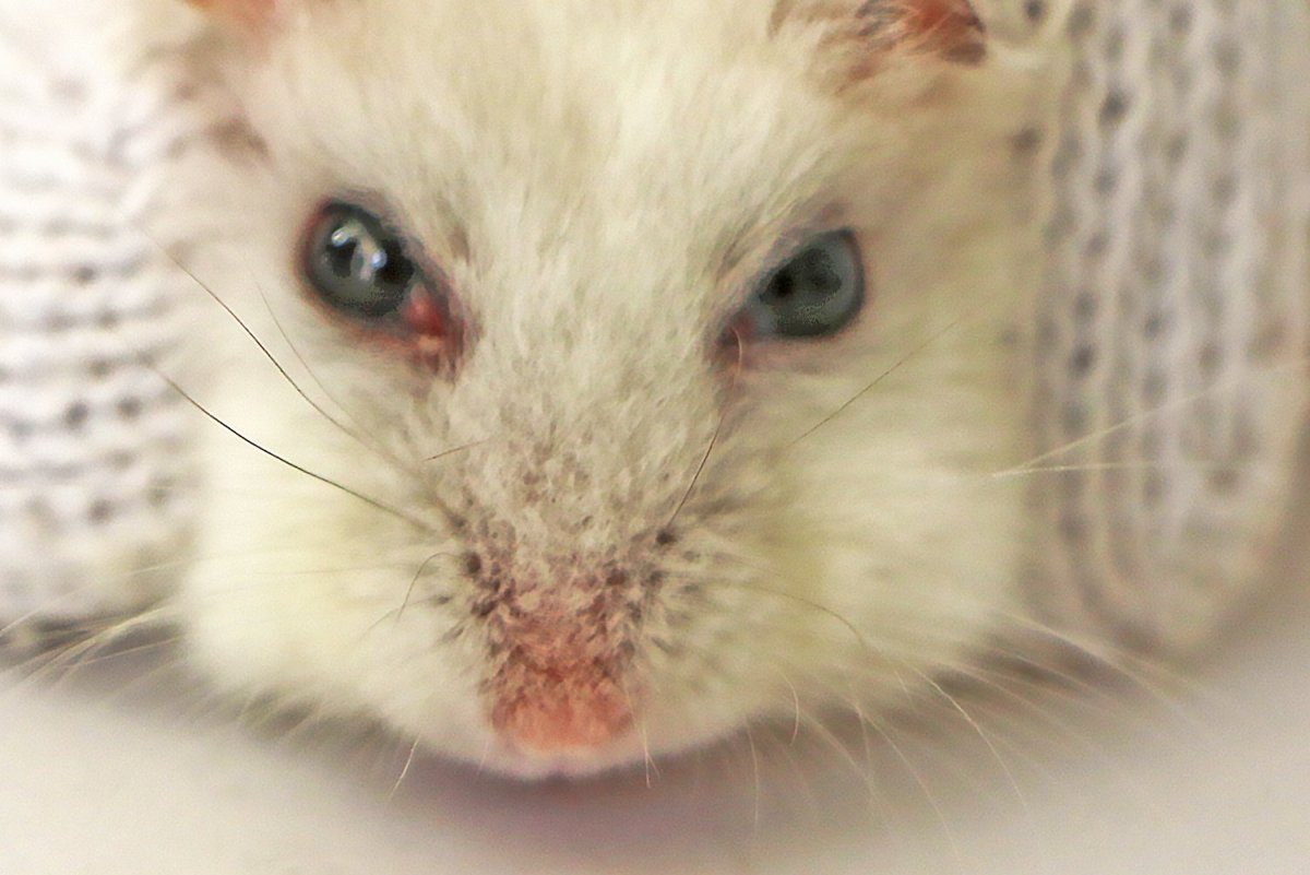 Плоский джунгарский хомяк