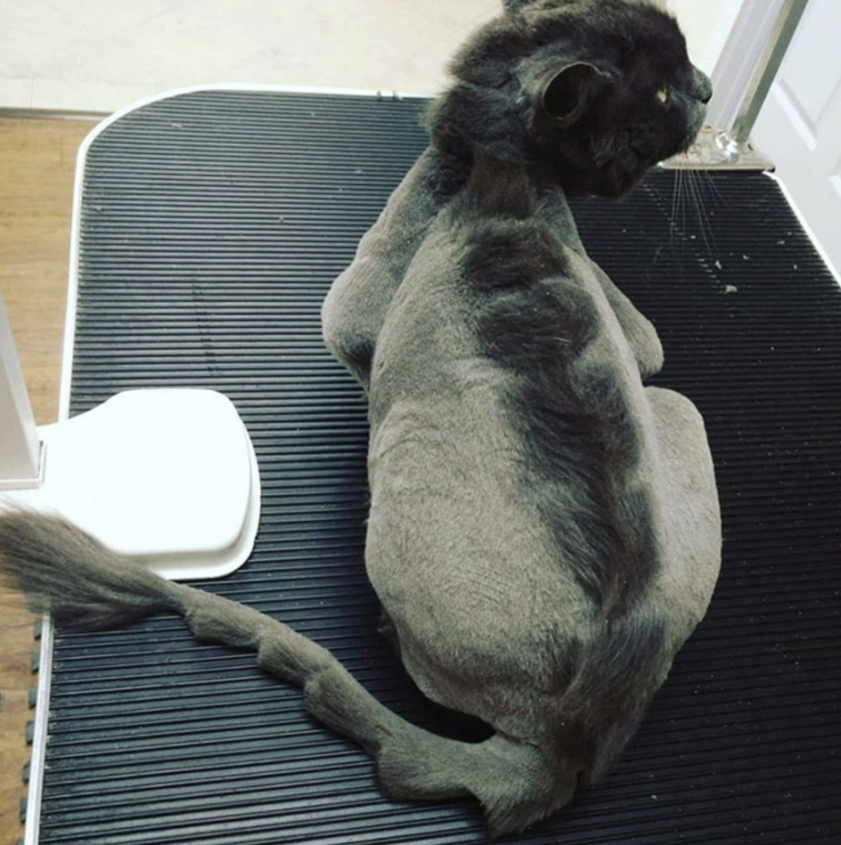 Стрижка котов динозавр