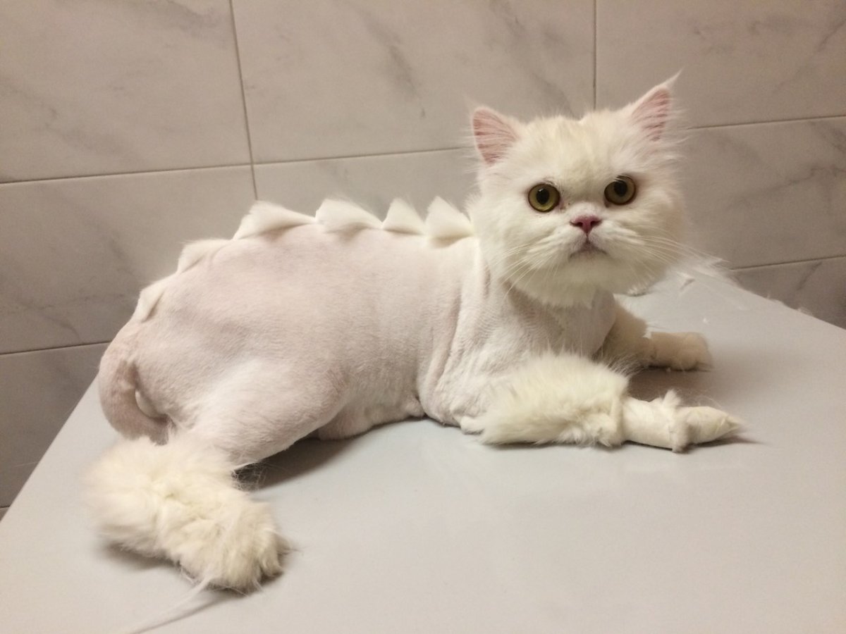 Стрижка пушистых котов