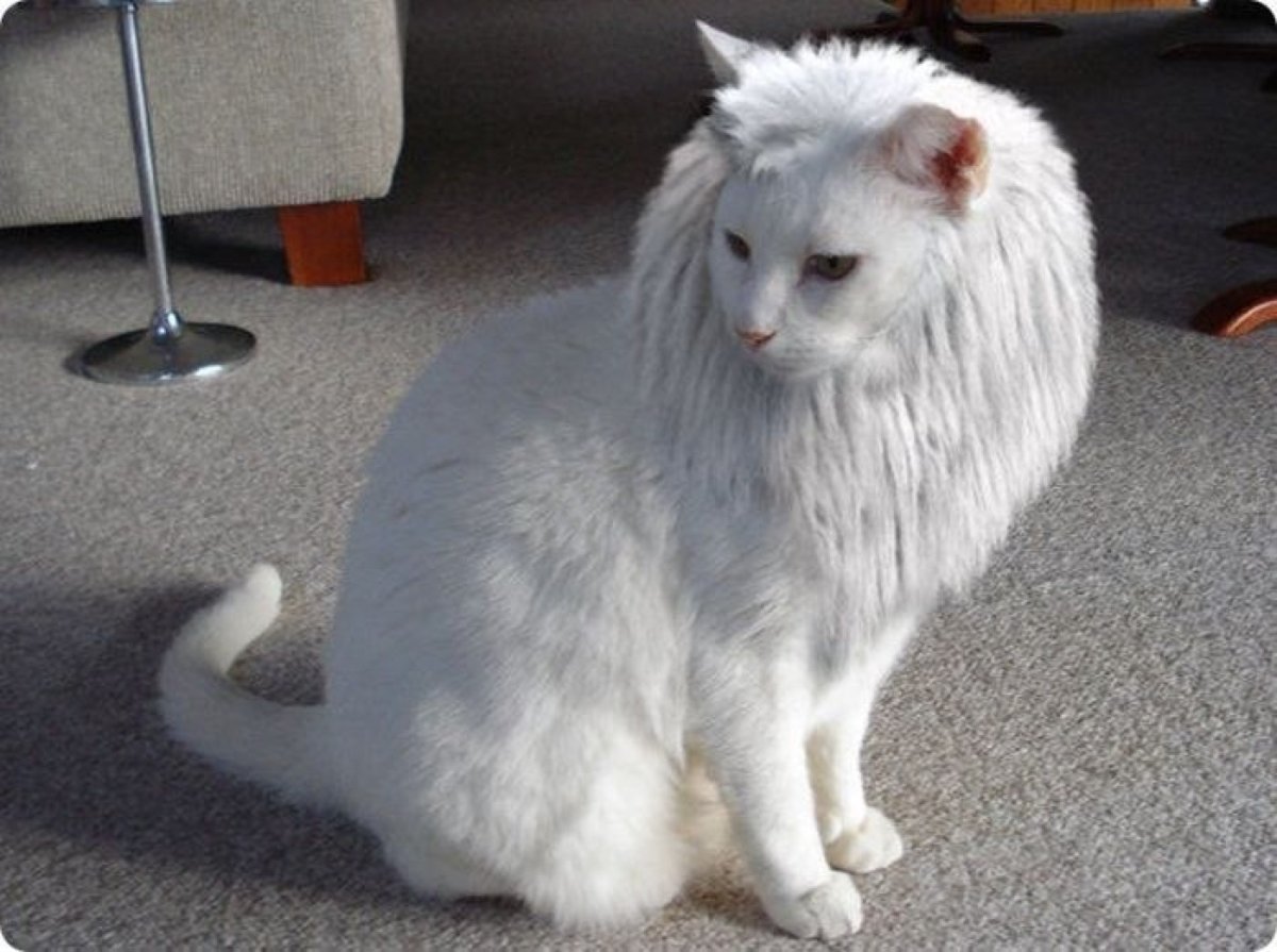 Стриженный белый кот