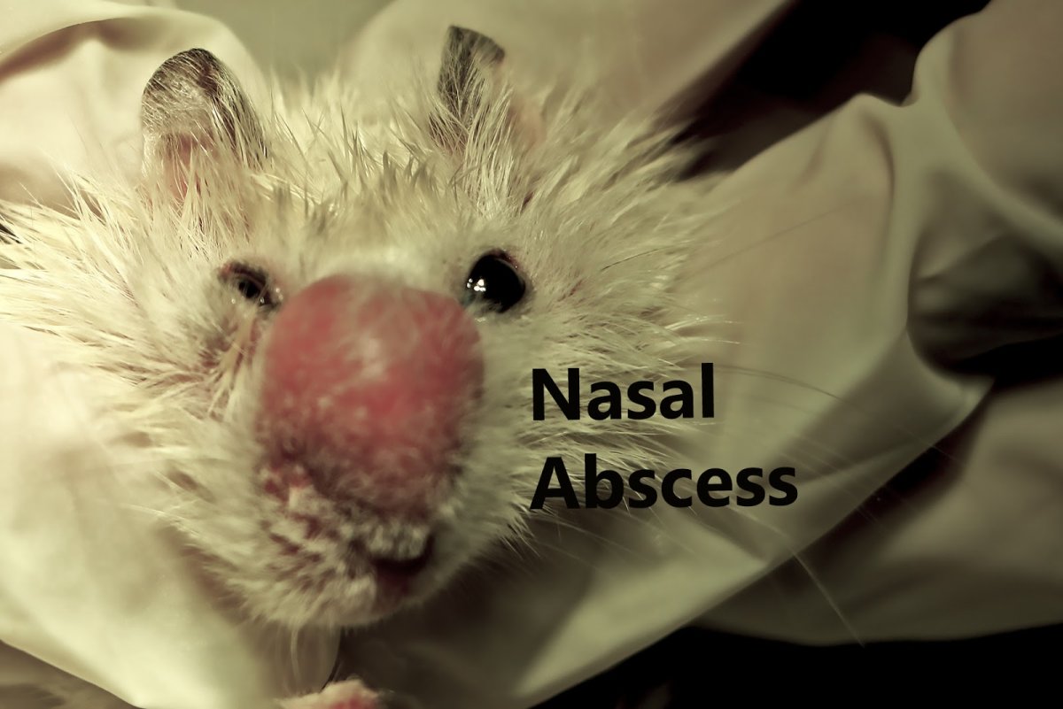 Хомяк джунгарик