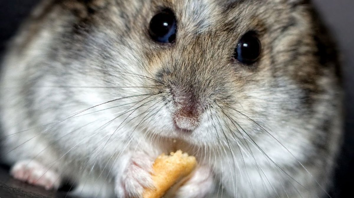 Зубы у джунгарских хомяков