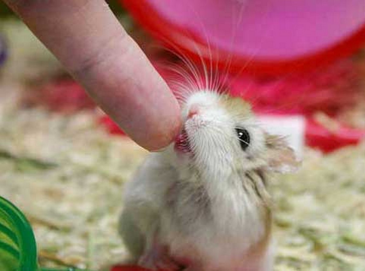 Карликовый хомяк джунгарский