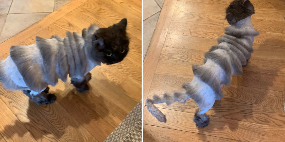 Стрижки для котов Покрашенные