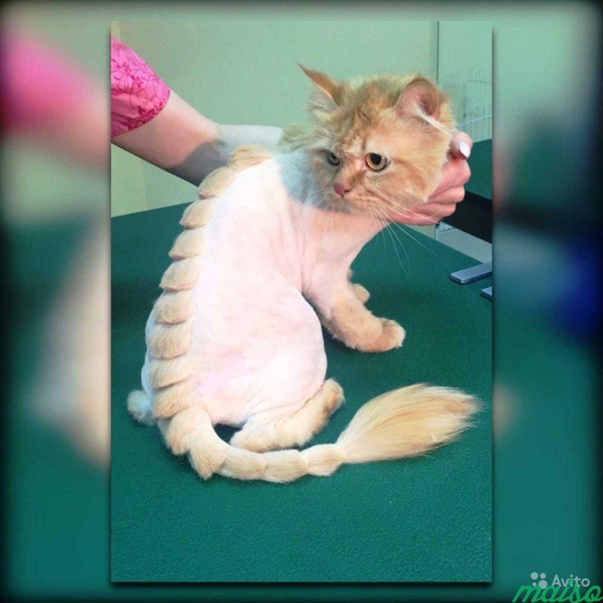 Стрижки для котов длинношерстных