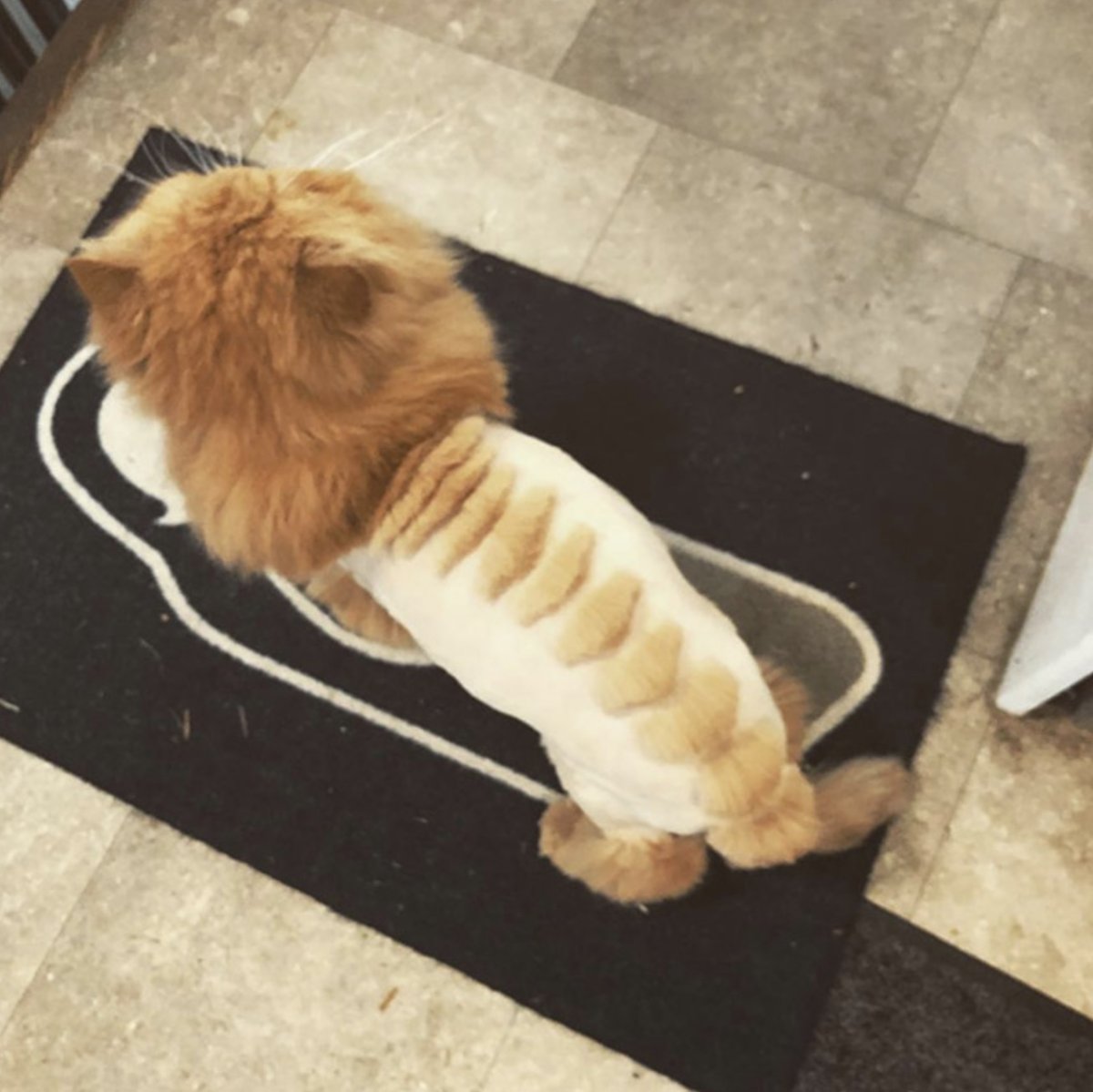 Стрижка кота под дракона