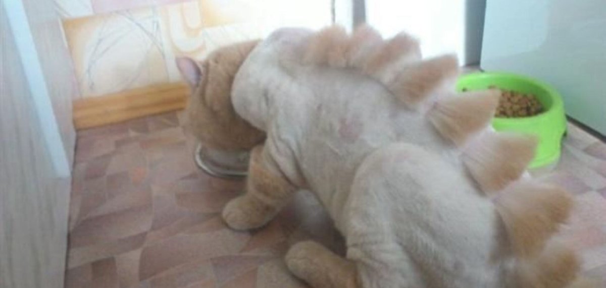 Котёнок стриженый с слоновыми лапками