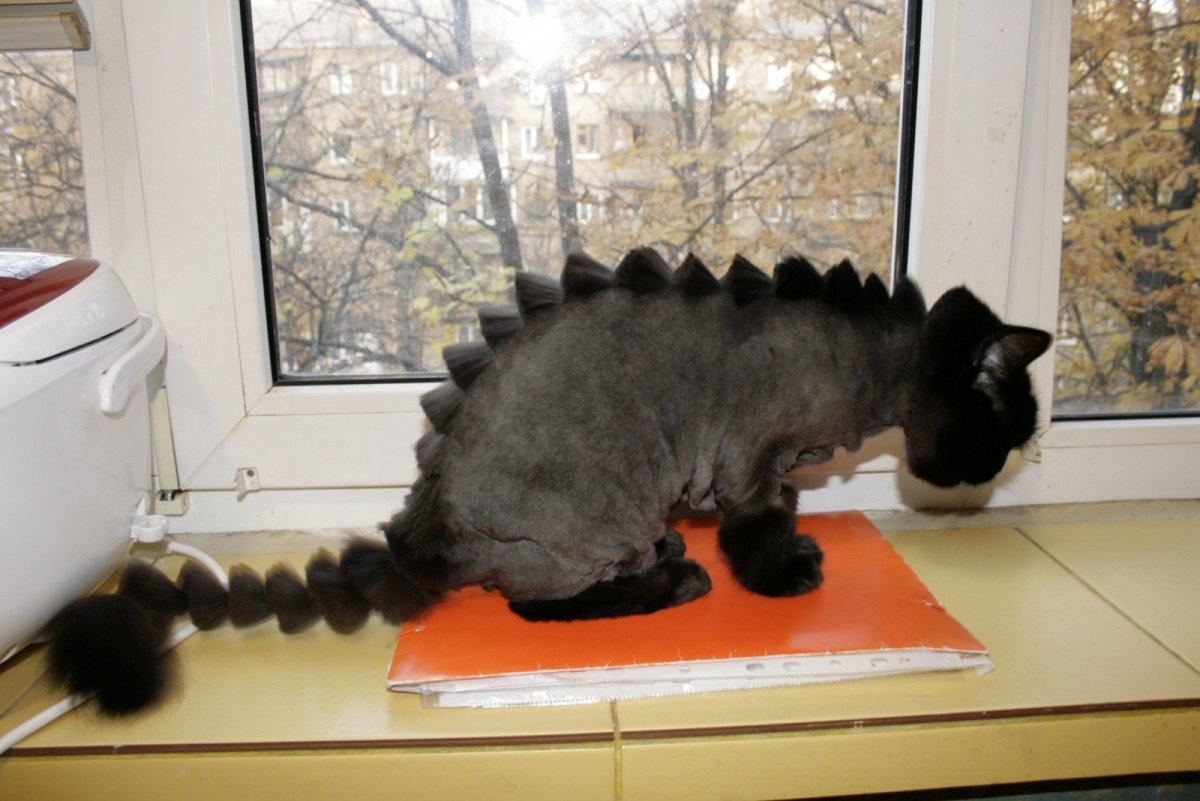 Стрижка кота под дракона
