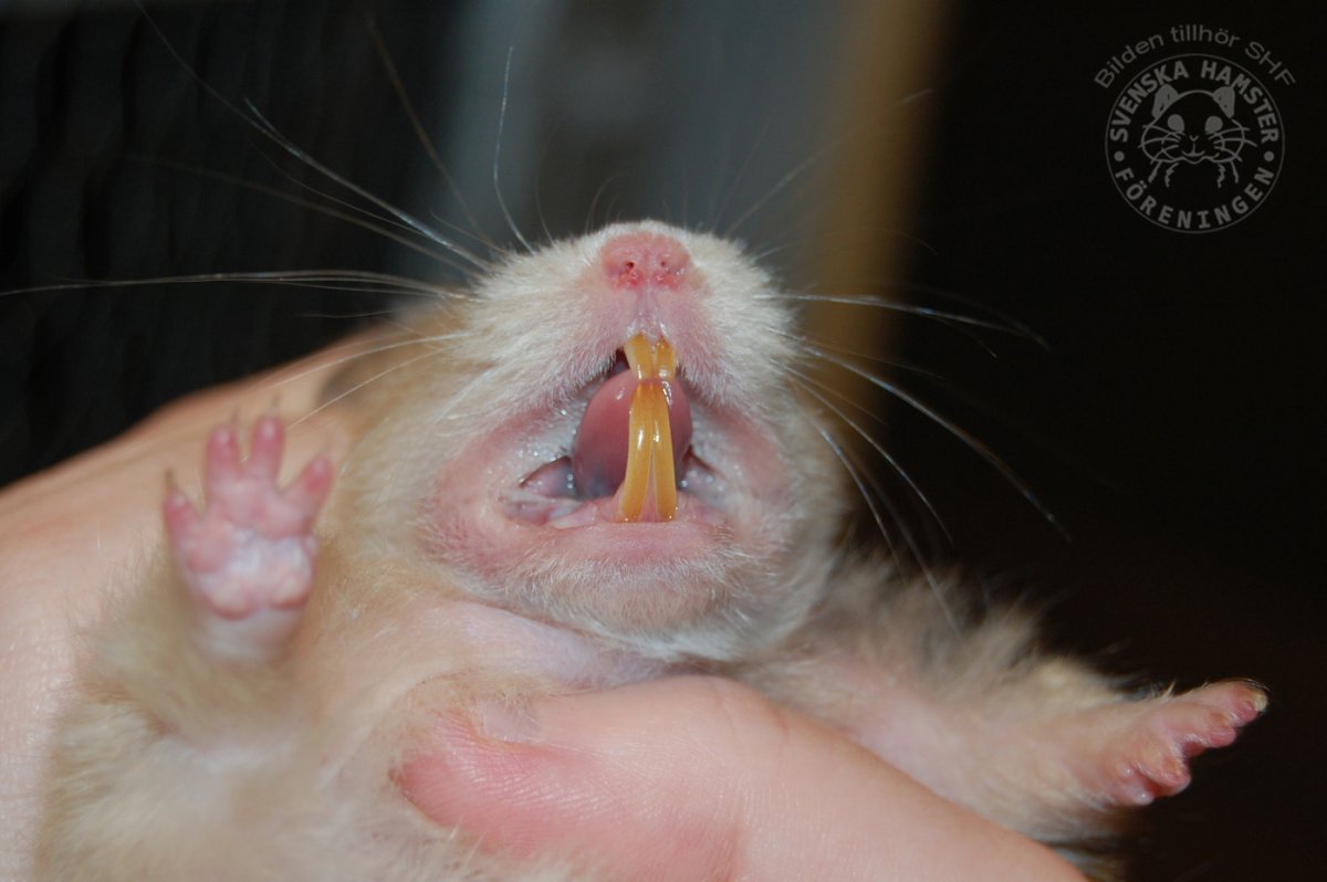 Зубы хомяка джунгарика