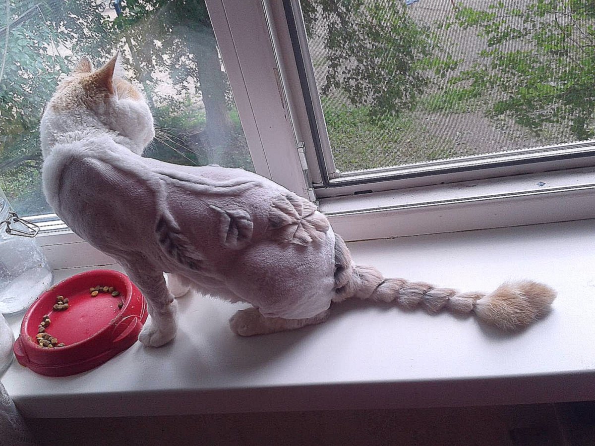 Стрижка кота