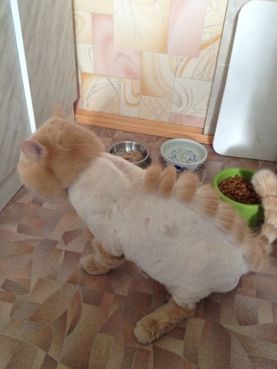 Стрижка котов под динозавра