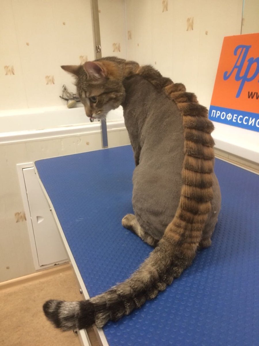 Стрижка Мейн куна под дракона