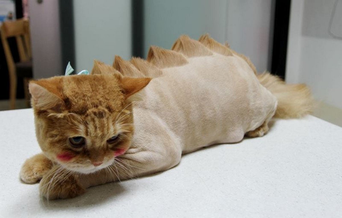 Необычные стрижки кошек