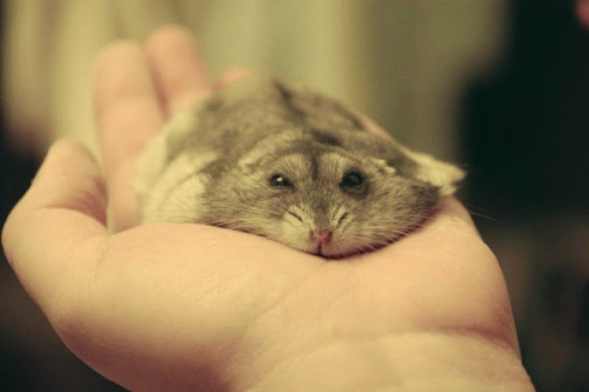 Катаракта у хомяка джунгарика