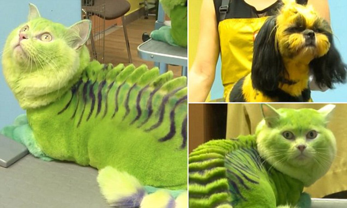 Стрижка кошки дракончик