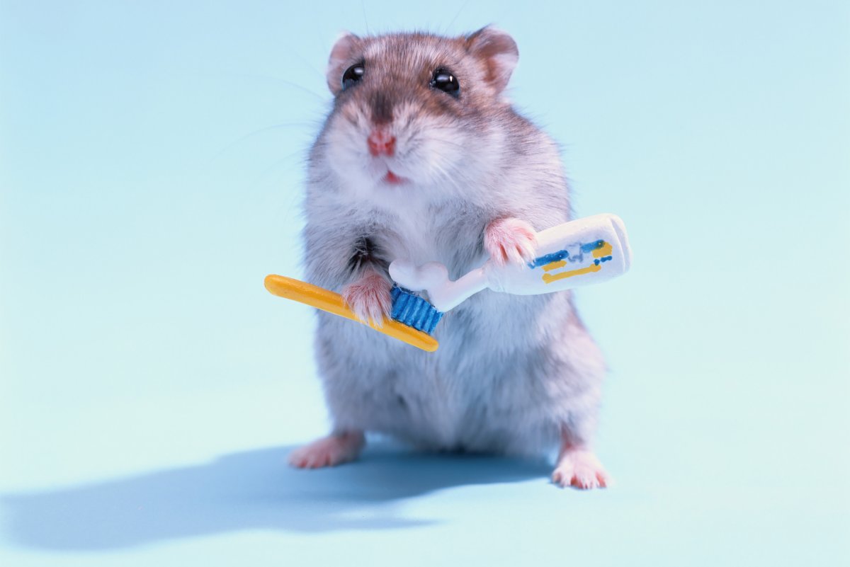 Как выглядит хомяк