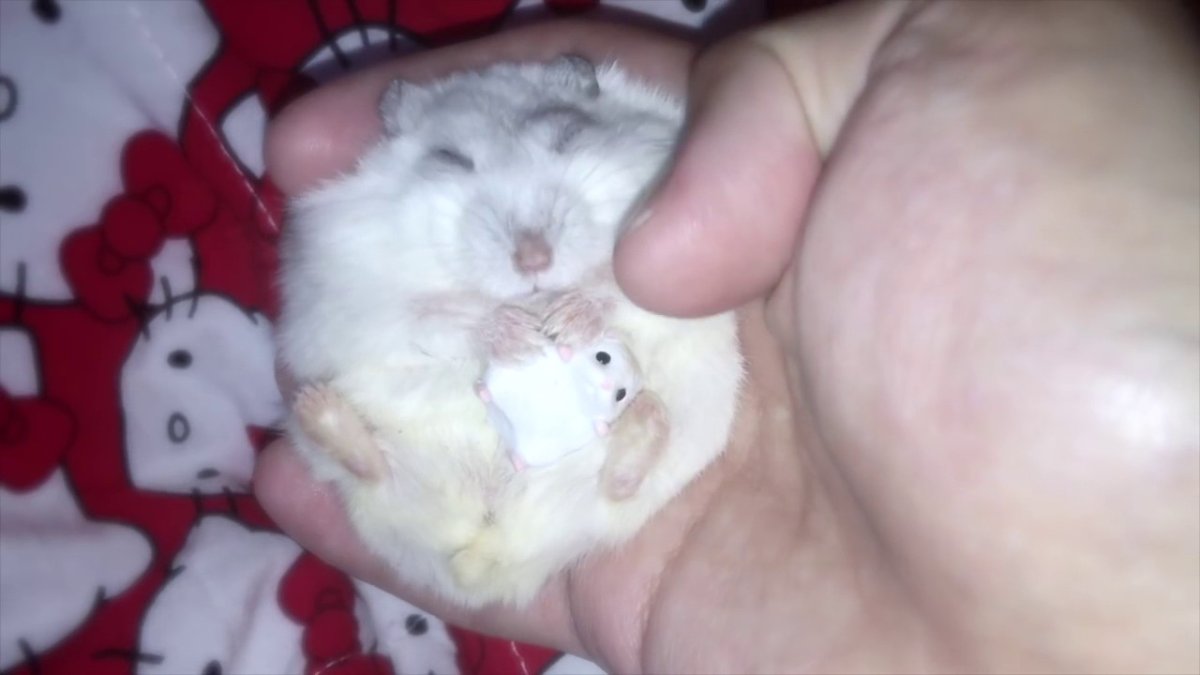 Испуганный хомяк