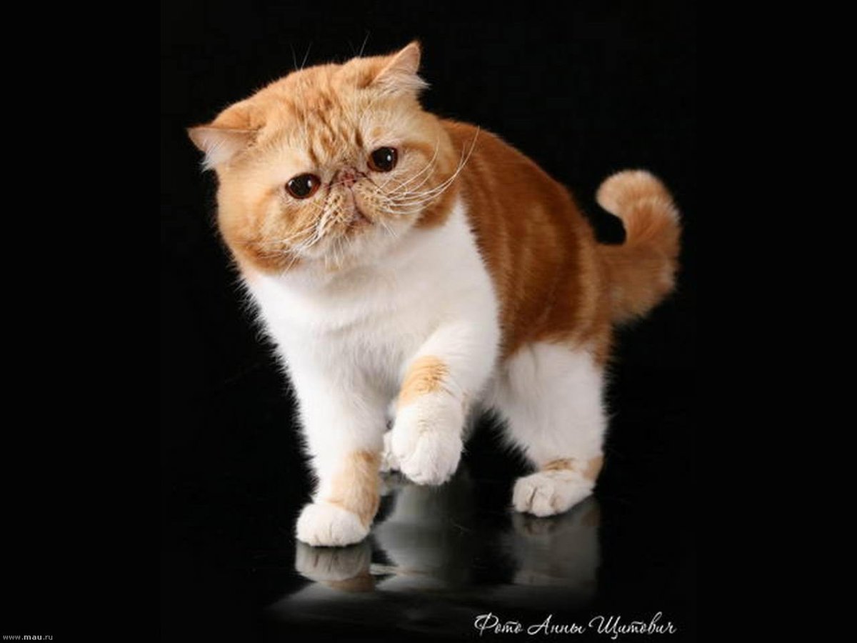 Коротколапые экзоты