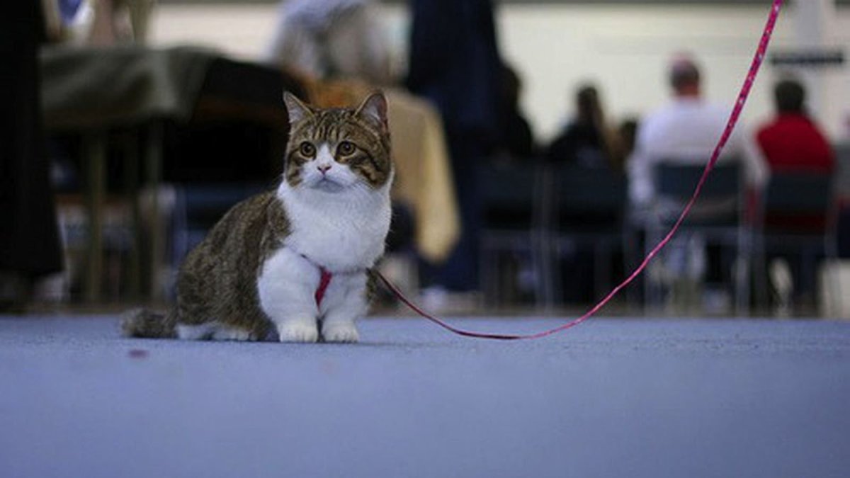 Коты с маленькими лапками