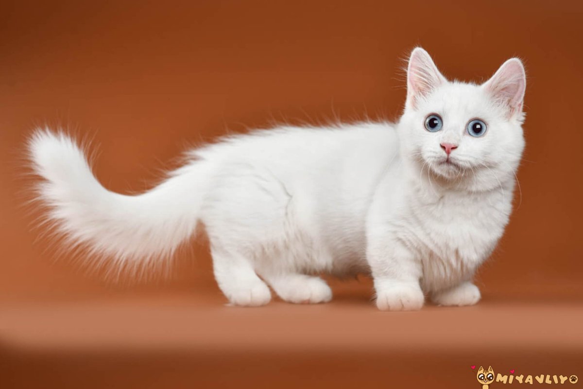 Манчкин (порода кошек)