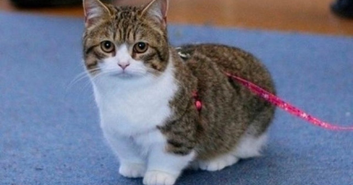 Коротконогие кошки Манчкин