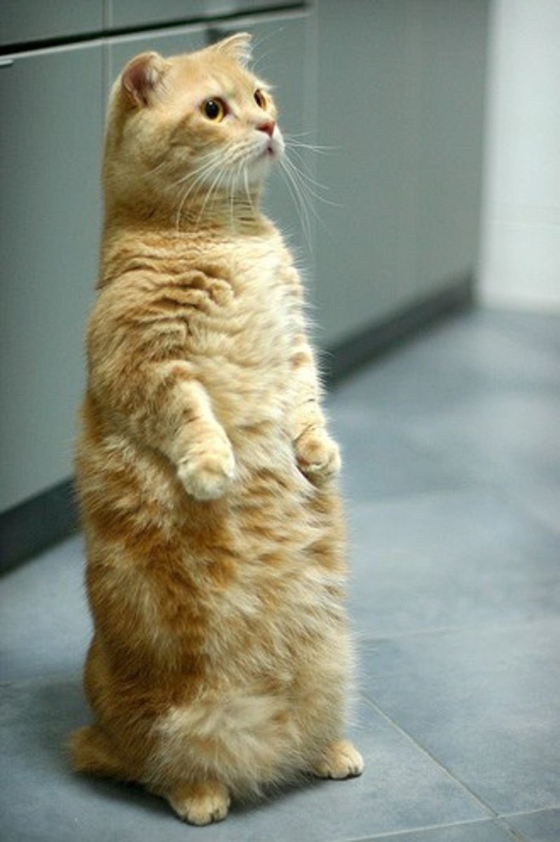 Манчкин (порода кошек)