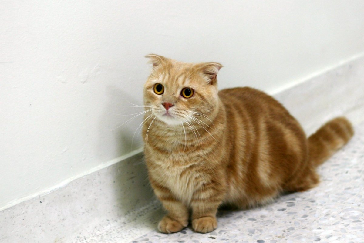 Манчкин рыжий вислоухий