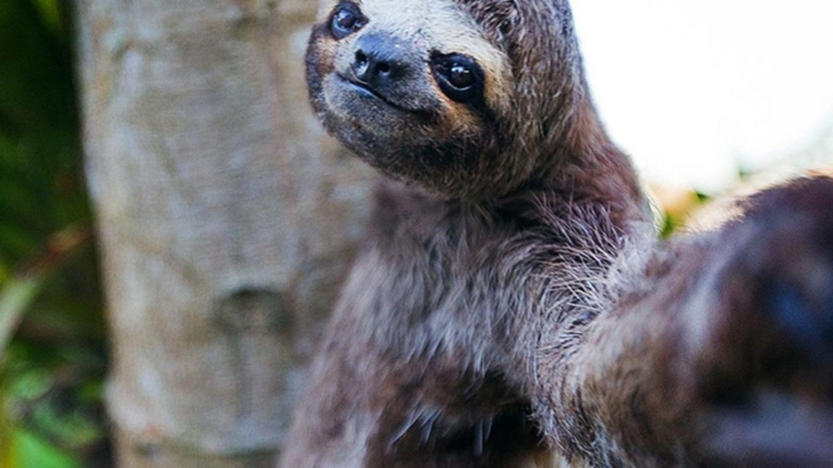 Австралийский Ленивец