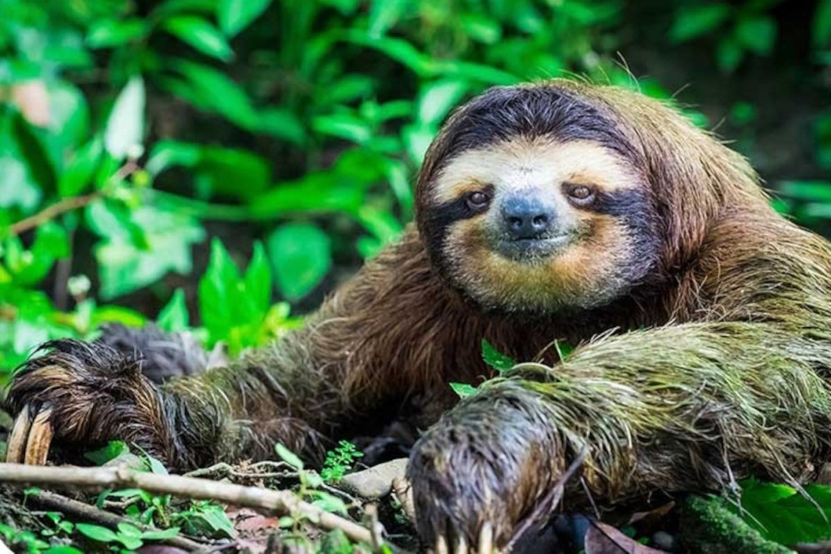 Спящий Ленивец