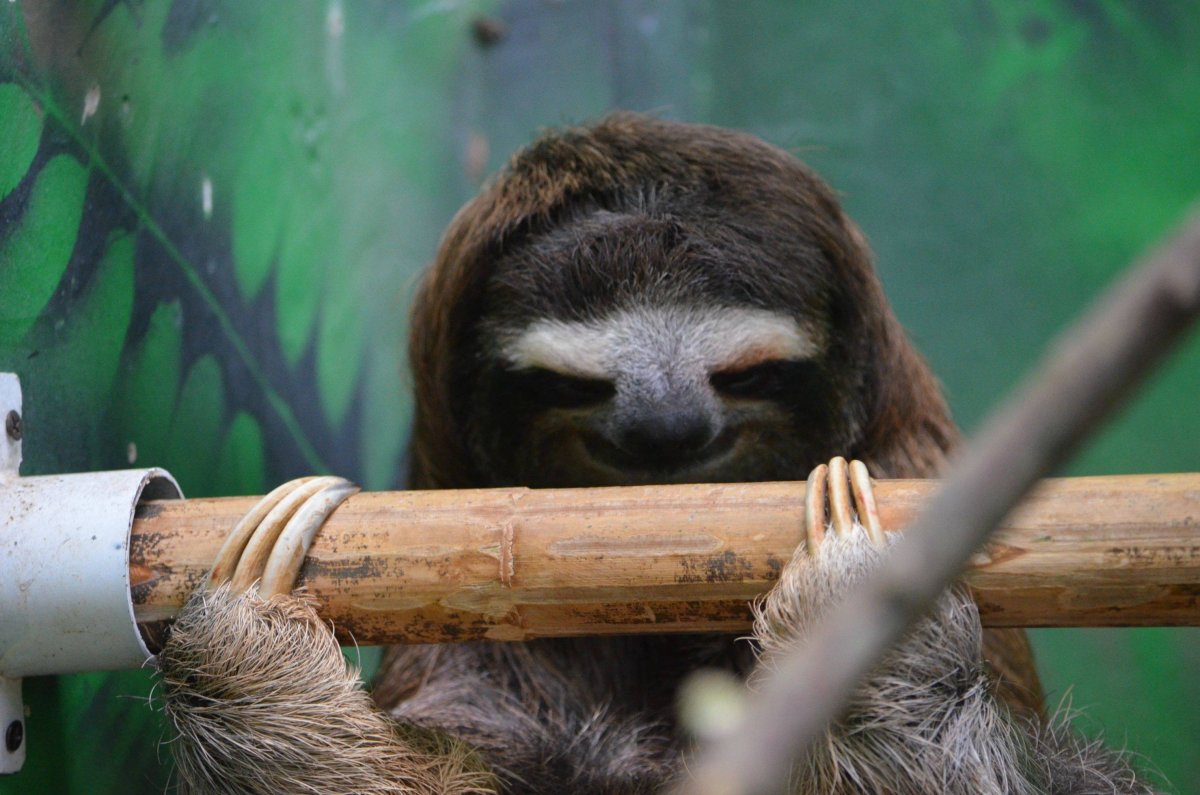 Зеленый Ленивец