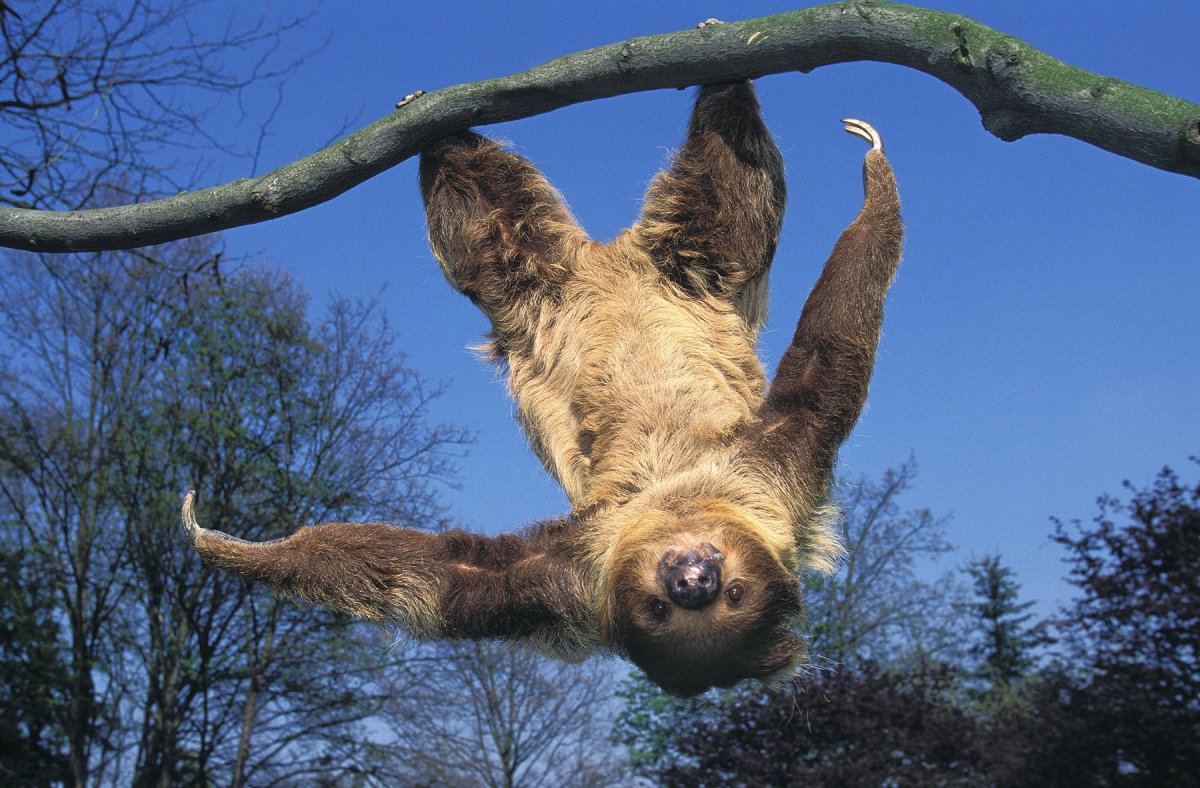 Тропические животные Ленивец