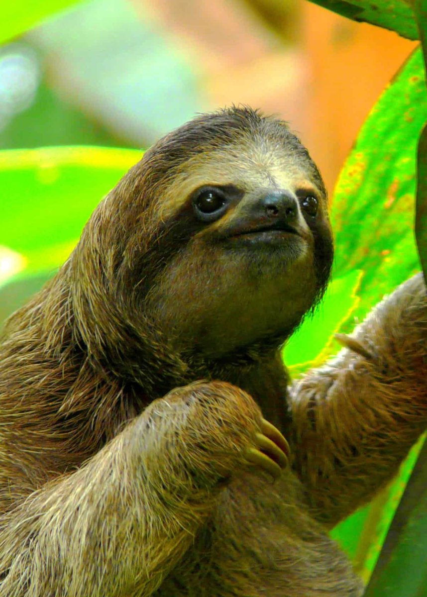 Ленивец стилизованный