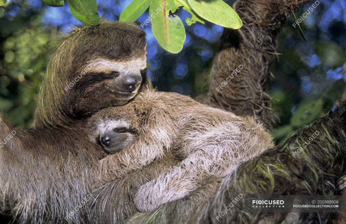 Ленивцы в Панаме