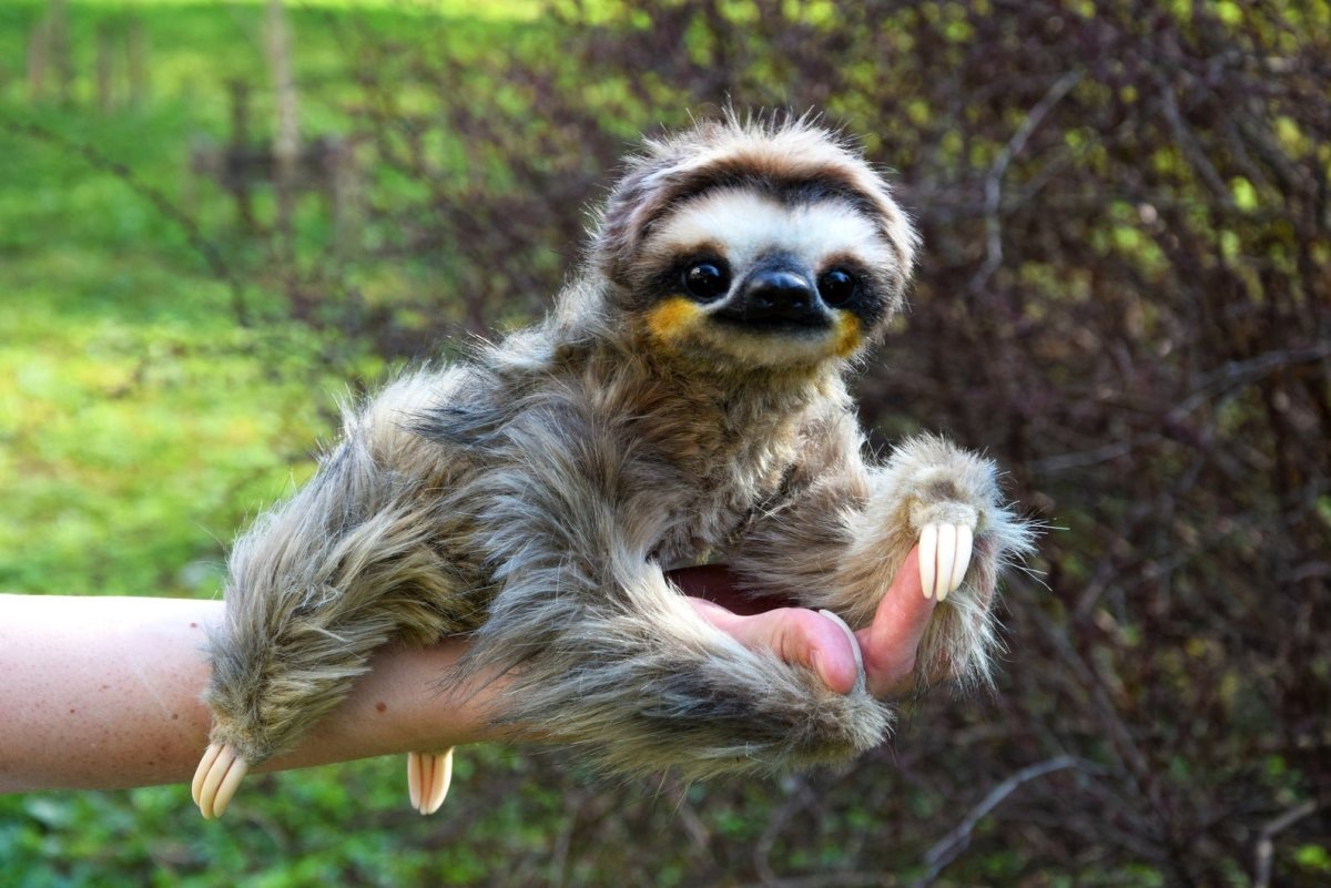 Бурогорлый Ленивец