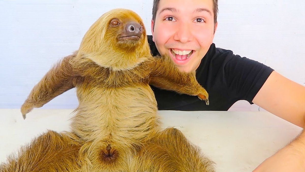 Ленивец на руках