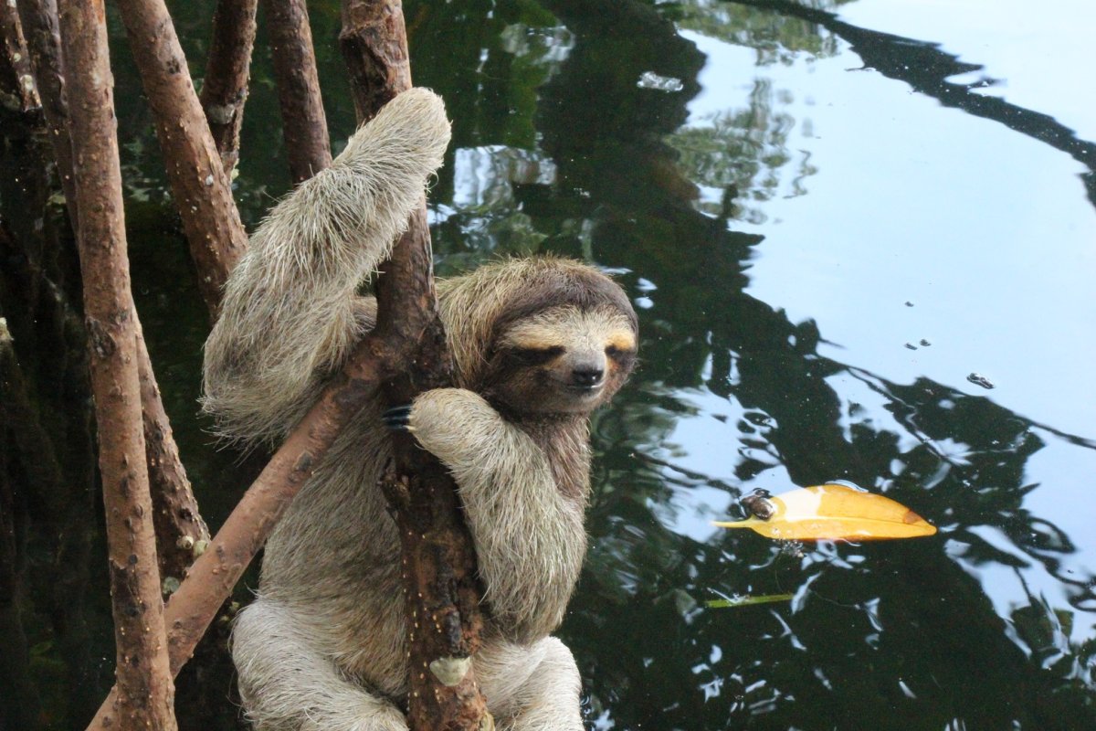 Картинки на рабочий стол Ленивец
