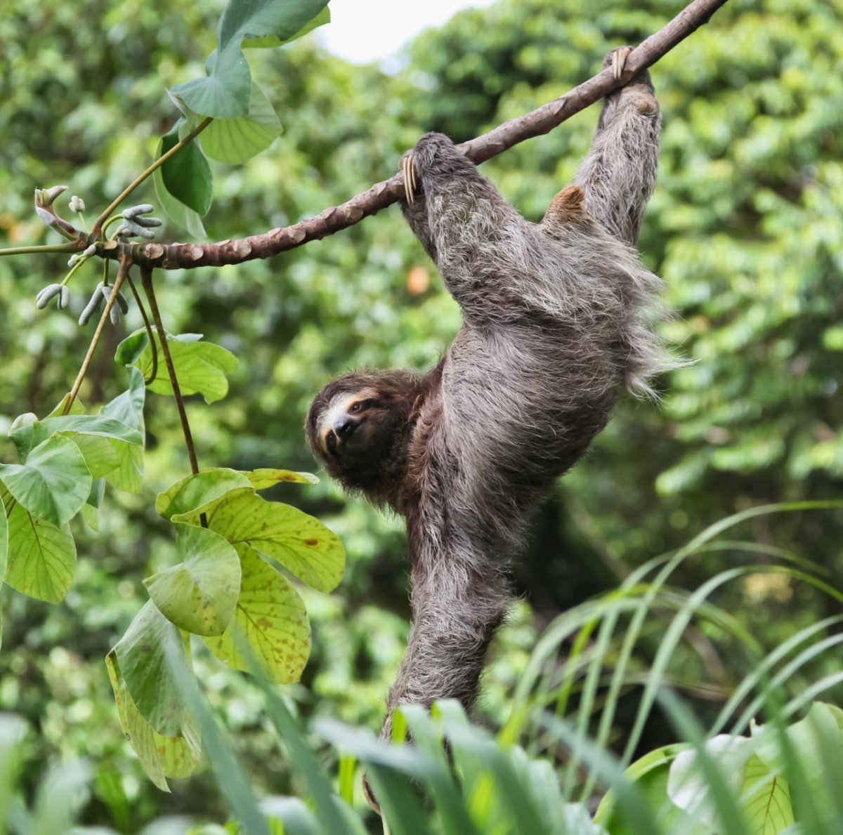 Ленивец ареал